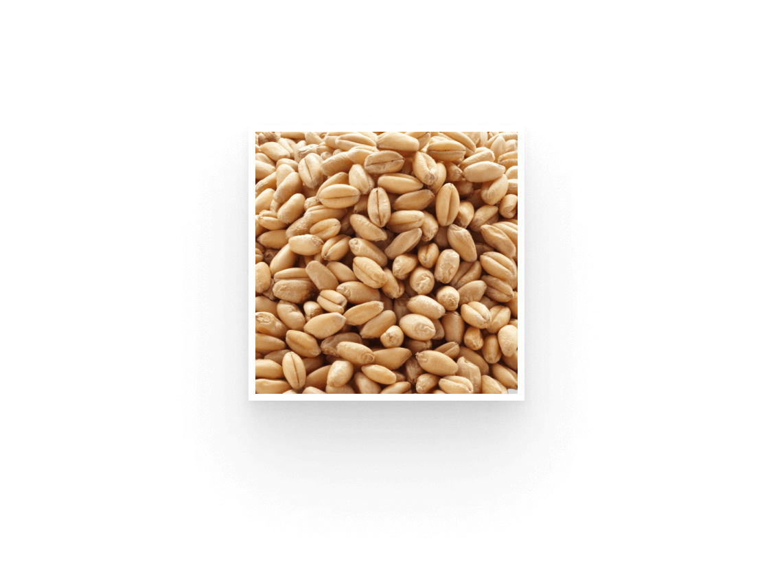 Photographie d'une pile de grains de blé