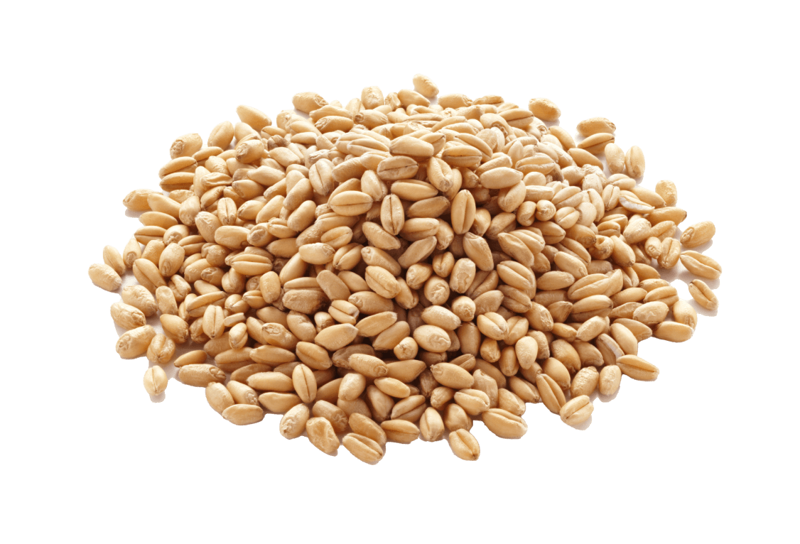 Pile de grains de blé